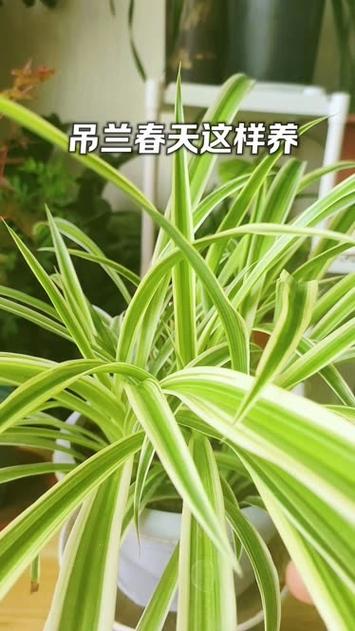 吊兰怎么养长得好，吊兰怎么好养活-第4张图片-优品飞百科