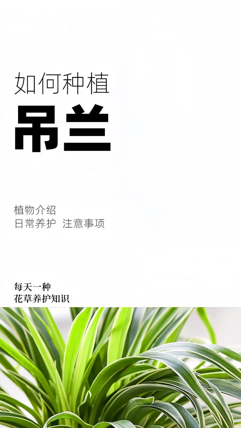 吊兰怎么养长得好，吊兰怎么好养活-第5张图片-优品飞百科