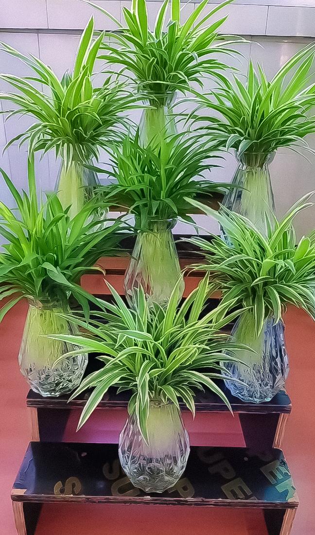 吊兰怎么养长得好，吊兰怎么好养活-第6张图片-优品飞百科