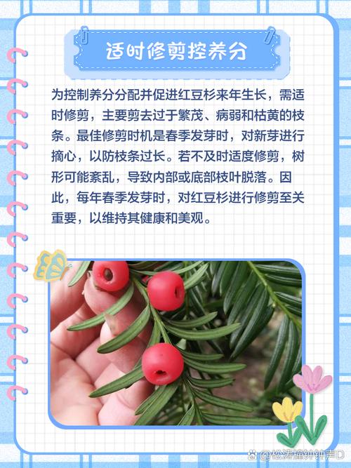 红豆杉怎么养？红豆杉怎么养护与管理？