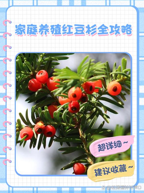 红豆杉怎么养？红豆杉怎么养护与管理？-第2张图片-优品飞百科