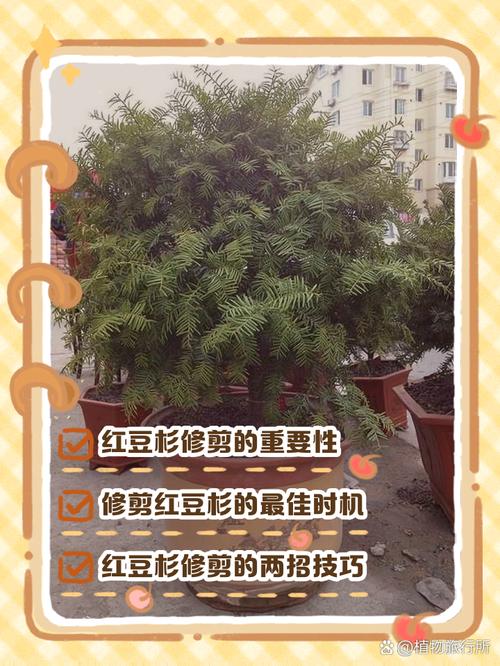 红豆杉怎么养？红豆杉怎么养护与管理？-第3张图片-优品飞百科