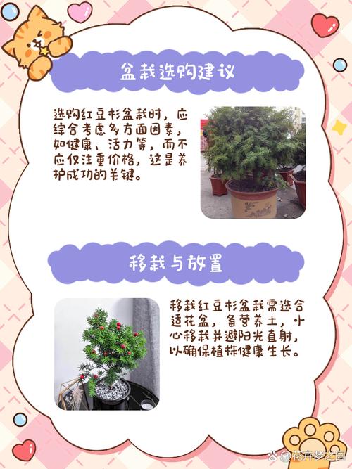 红豆杉怎么养？红豆杉怎么养护与管理？-第4张图片-优品飞百科