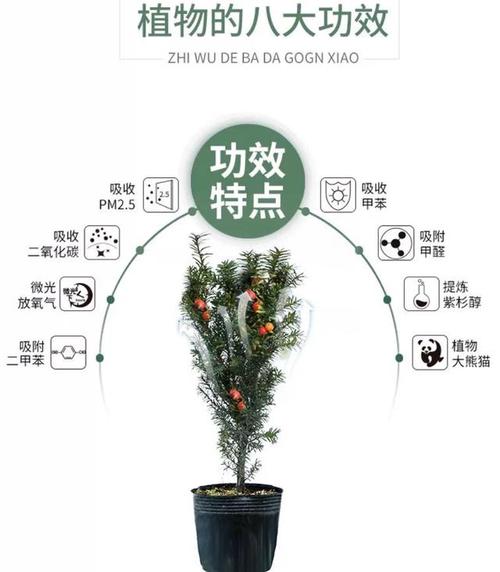 红豆杉怎么养？红豆杉怎么养护与管理？-第5张图片-优品飞百科