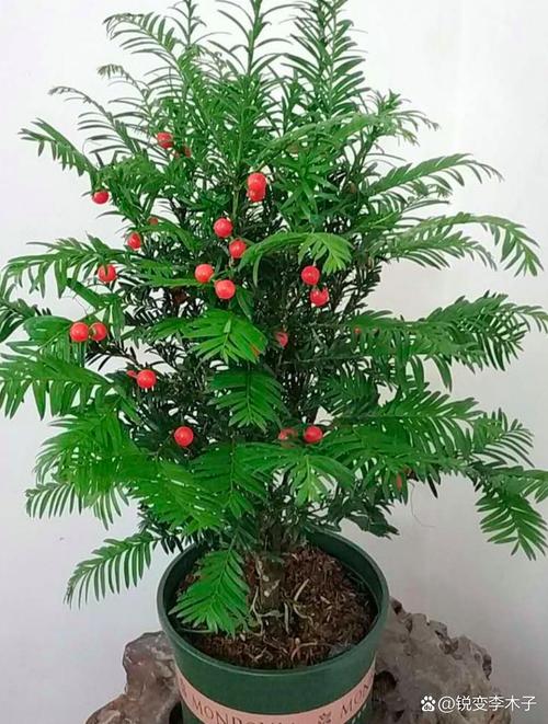 红豆杉怎么养？红豆杉怎么养护与管理？-第6张图片-优品飞百科