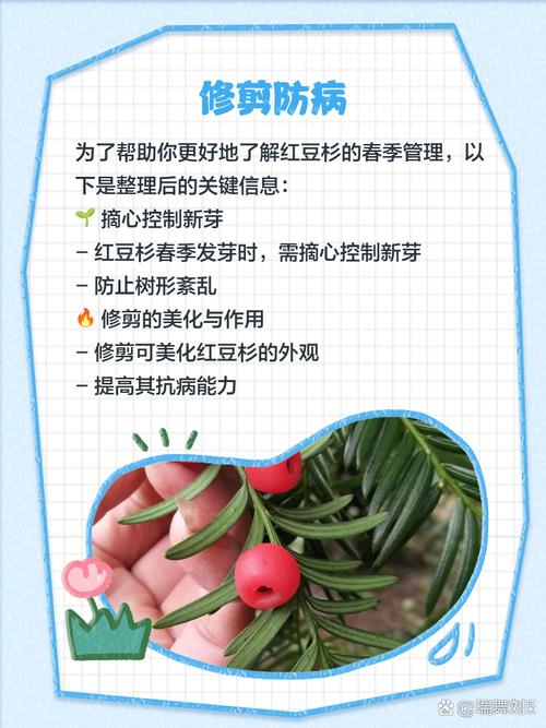 红豆杉怎么养？红豆杉怎么养护与管理？-第7张图片-优品飞百科