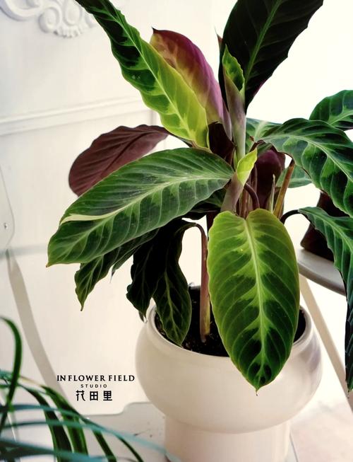 美丽竹芋冬天怎么养，美丽竹芋使用什么肥料比较好？-第2张图片-优品飞百科