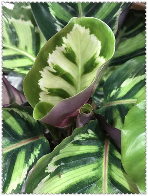 美丽竹芋冬天怎么养，美丽竹芋使用什么肥料比较好？