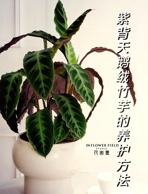 美丽竹芋冬天怎么养，美丽竹芋使用什么肥料比较好？-第4张图片-优品飞百科