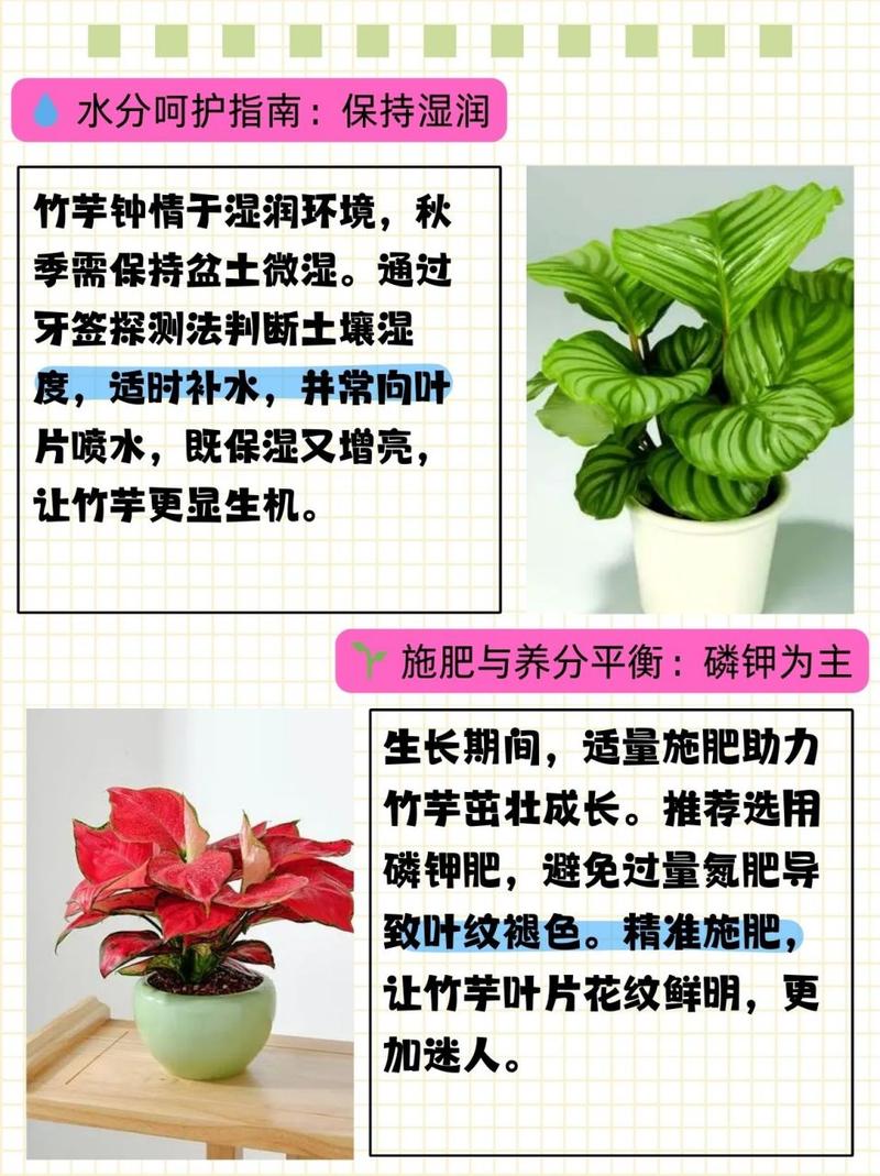 美丽竹芋冬天怎么养，美丽竹芋使用什么肥料比较好？-第3张图片-优品飞百科