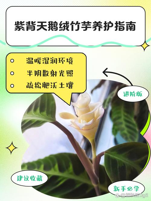 美丽竹芋冬天怎么养，美丽竹芋使用什么肥料比较好？-第5张图片-优品飞百科