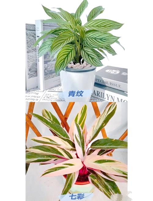 美丽竹芋冬天怎么养，美丽竹芋使用什么肥料比较好？-第6张图片-优品飞百科