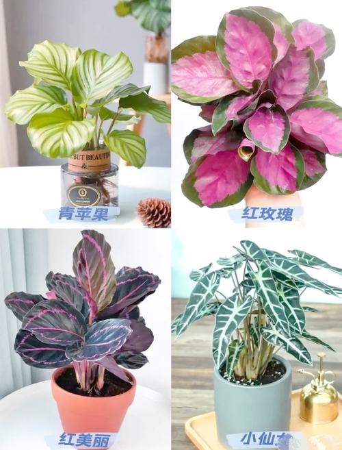 美丽竹芋冬天怎么养，美丽竹芋使用什么肥料比较好？-第7张图片-优品飞百科