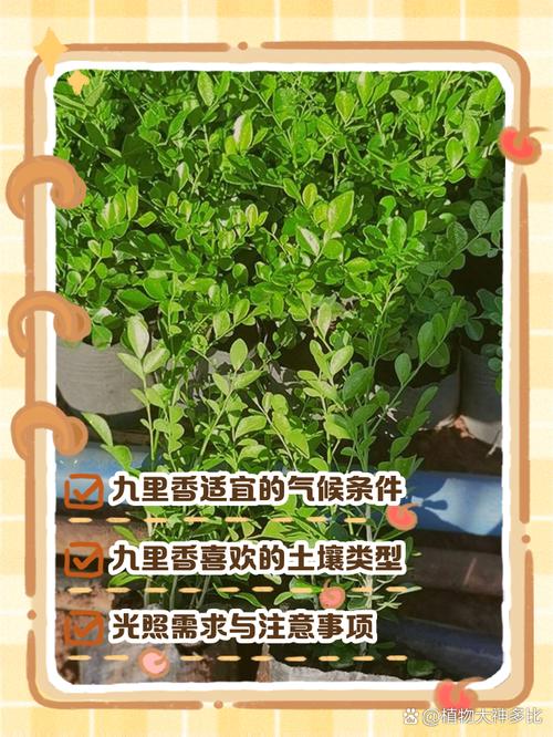 九里香适合什么土壤，九里香花卉用什么土种植