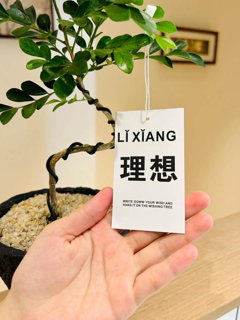 九里香适合什么土壤,九里香花卉用什么土种植-第2张图片-优品飞百科 九里香适合什么土壤,九里香花卉用什么土种植-第2张图片-优品飞百科