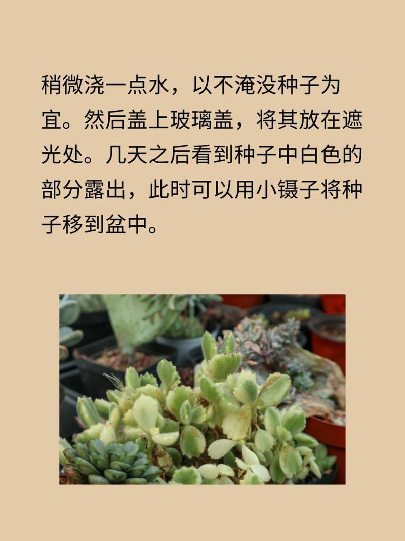 熊童子的繁殖方法？熊童子怎么扦插图解？-第2张图片-优品飞百科