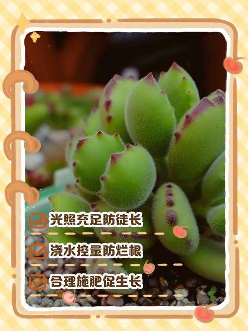 熊童子的繁殖方法？熊童子怎么扦插图解？-第4张图片-优品飞百科