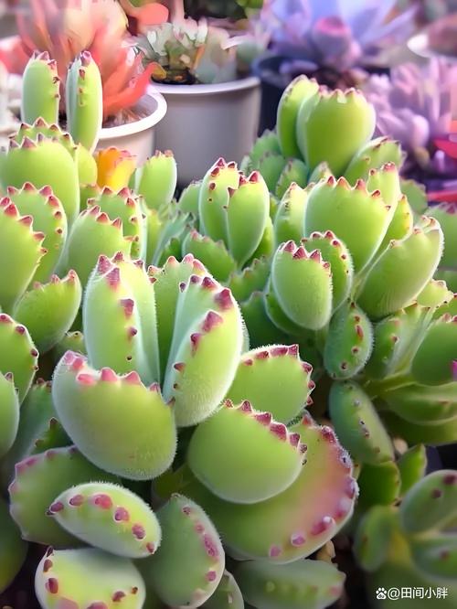 熊童子的繁殖方法？熊童子怎么扦插图解？-第5张图片-优品飞百科