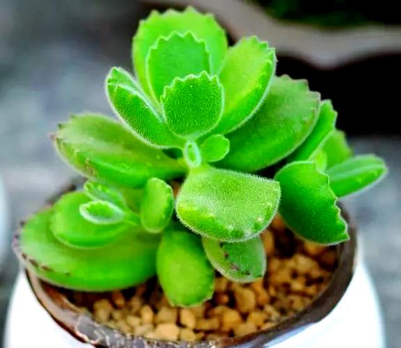 熊童子的繁殖方法？熊童子怎么扦插图解？-第6张图片-优品飞百科