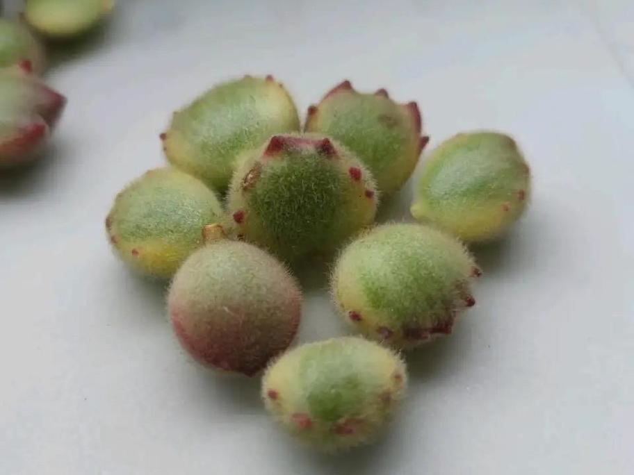 熊童子的繁殖方法？熊童子怎么扦插图解？-第7张图片-优品飞百科