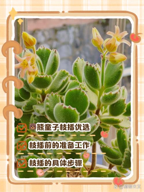 熊童子的繁殖方法？熊童子怎么扦插图解？-第8张图片-优品飞百科