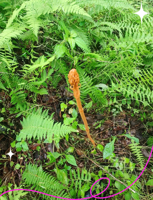 天麻的种植方法？天麻的种植方法与时间？