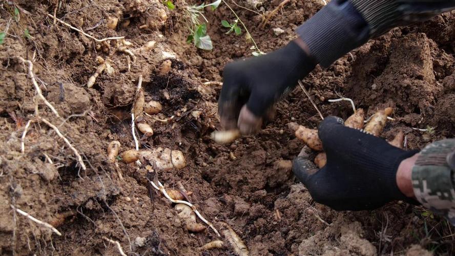 天麻的种植方法?天麻的种植方法与时间?-第2张图片-优品飞百科 天麻的种植方法?天麻的种植方法与时间?-第2张图片-优品飞百科