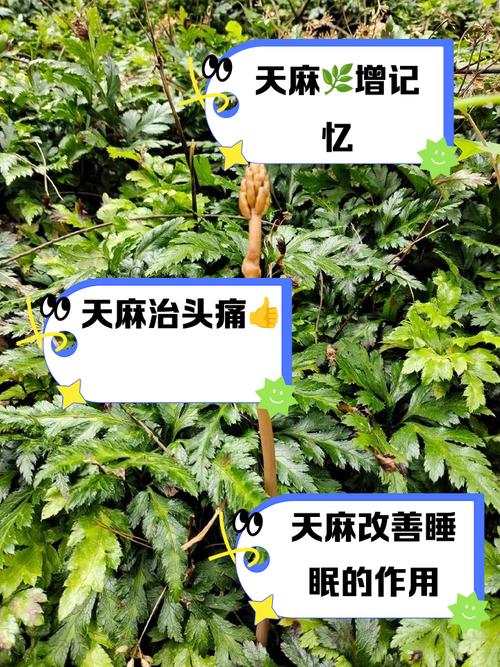 天麻的种植方法?天麻的种植方法与时间?-第4张图片-优品飞百科 天麻的种植方法?天麻的种植方法与时间?-第4张图片-优品飞百科