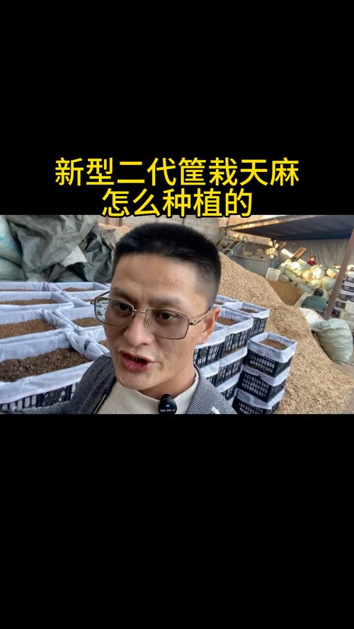 天麻的种植方法?天麻的种植方法与时间?-第5张图片-优品飞百科 天麻的种植方法?天麻的种植方法与时间?-第5张图片-优品飞百科