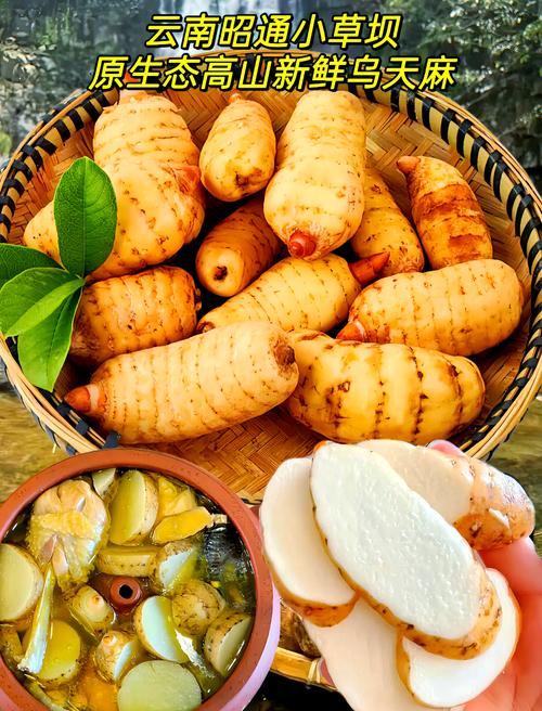 天麻的种植方法?天麻的种植方法与时间?-第6张图片-优品飞百科 天麻的种植方法?天麻的种植方法与时间?-第6张图片-优品飞百科