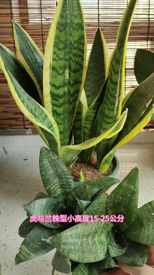 网上买的虎皮兰怎么种，网上买虎皮兰可以直接种吗？
