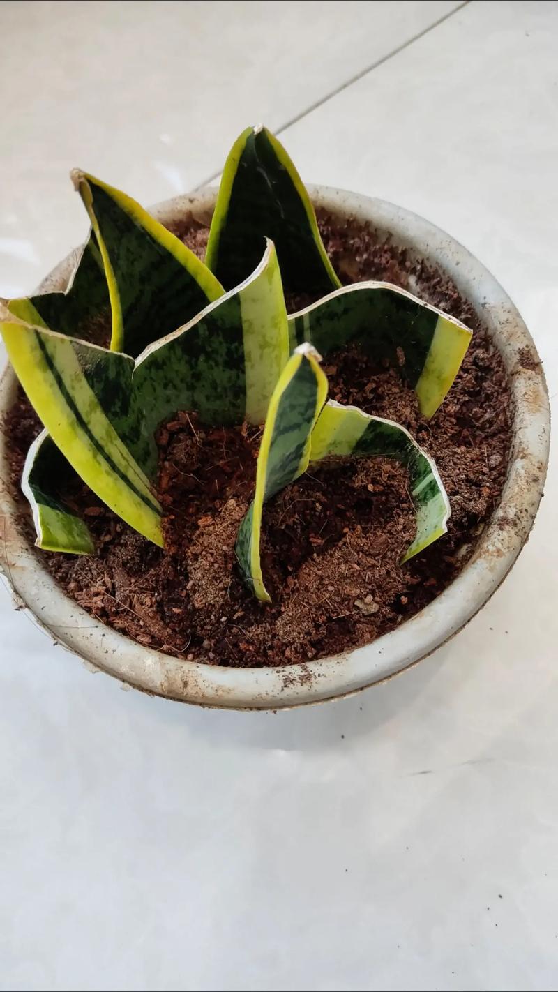 网上买的虎皮兰怎么种，网上买虎皮兰可以直接种吗？-第2张图片-优品飞百科