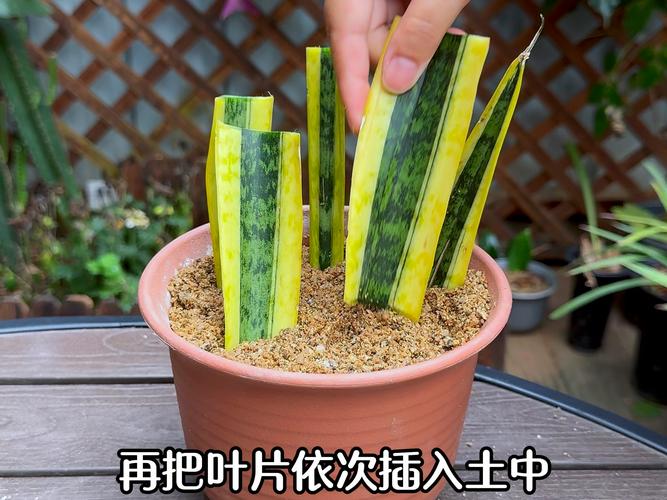 网上买的虎皮兰怎么种，网上买虎皮兰可以直接种吗？-第3张图片-优品飞百科