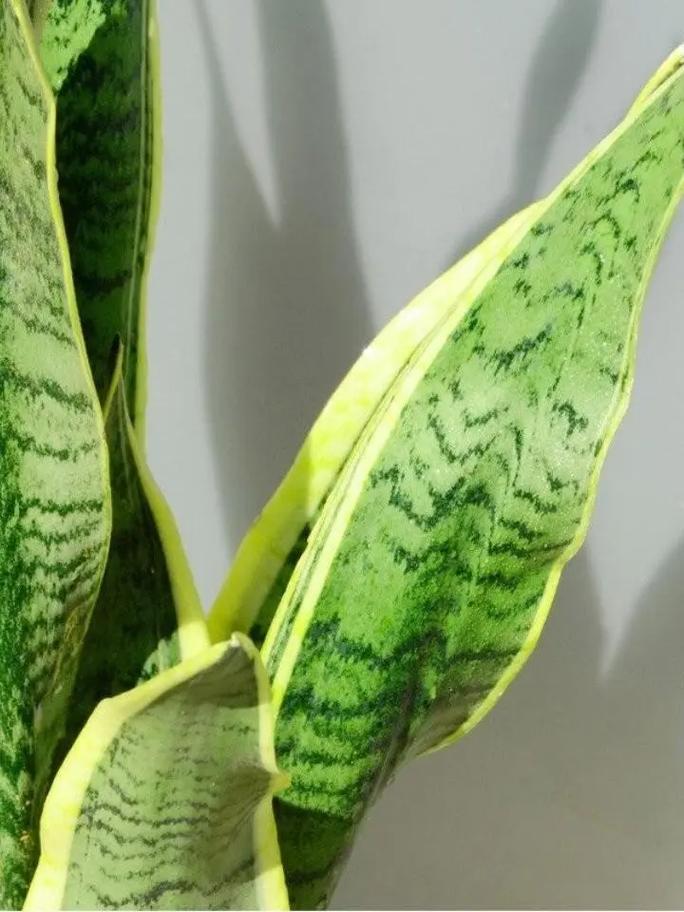 网上买的虎皮兰怎么种，网上买虎皮兰可以直接种吗？-第4张图片-优品飞百科