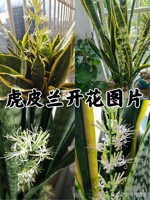 网上买的虎皮兰怎么种，网上买虎皮兰可以直接种吗？-第5张图片-优品飞百科