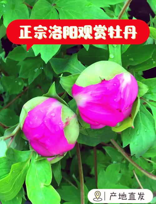 牡丹花怎么养，牡丹花怎么养护和施肥-第3张图片-优品飞百科