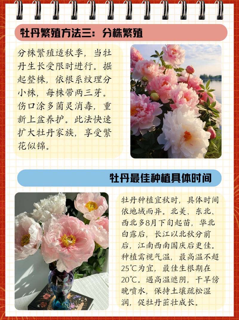 牡丹花怎么养，牡丹花怎么养护和施肥-第4张图片-优品飞百科