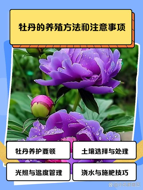 牡丹花怎么养，牡丹花怎么养护和施肥-第5张图片-优品飞百科