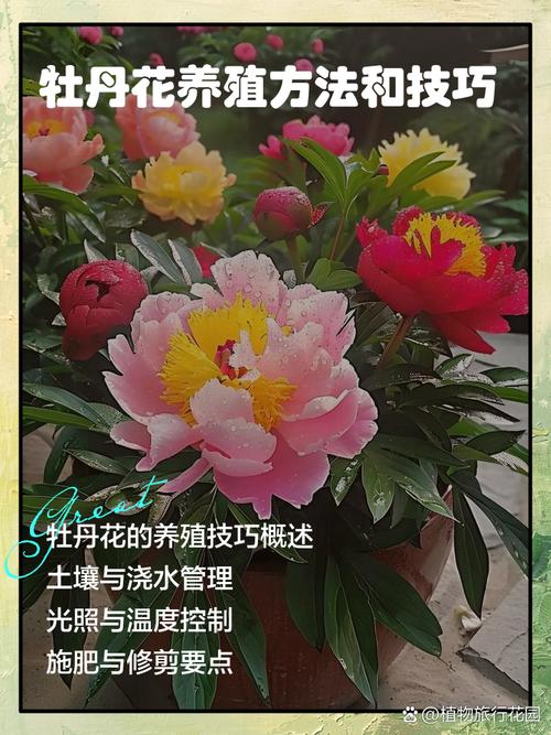 牡丹花怎么养，牡丹花怎么养护和施肥-第7张图片-优品飞百科
