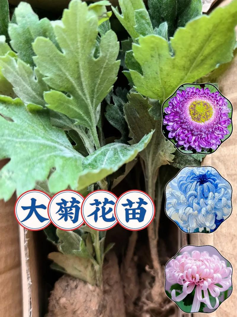 菊花移栽注意事项？菊花移栽后期管理？
