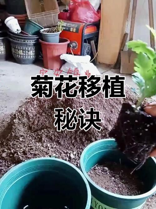 菊花移栽注意事项?菊花移栽后期管理?-第2张图片-优品飞百科 菊花移栽注意事项?菊花移栽后期管理?-第2张图片-优品飞百科