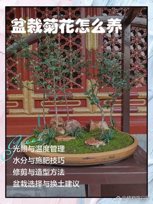 菊花移栽注意事项?菊花移栽后期管理?-第3张图片-优品飞百科 菊花移栽注意事项?菊花移栽后期管理?-第3张图片-优品飞百科