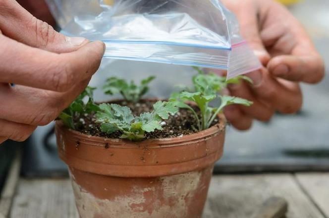 菊花移栽注意事项?菊花移栽后期管理?-第4张图片-优品飞百科 菊花移栽注意事项?菊花移栽后期管理?-第4张图片-优品飞百科