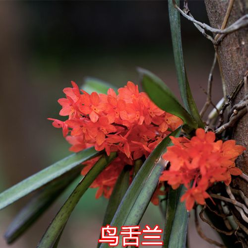 鸟舌兰的繁殖方法，红花鸟舌兰花期多久