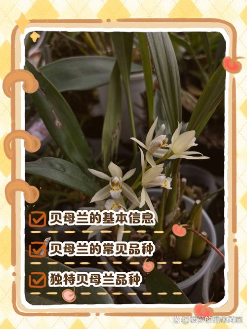 鸟舌兰的繁殖方法,红花鸟舌兰花期多久-第2张图片-优品飞百科 鸟舌兰的繁殖方法,红花鸟舌兰花期多久-第2张图片-优品飞百科