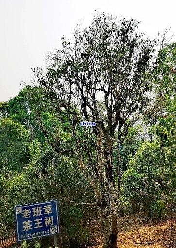 鸟舌兰的繁殖方法,红花鸟舌兰花期多久-第3张图片-优品飞百科 鸟舌兰的繁殖方法,红花鸟舌兰花期多久-第3张图片-优品飞百科