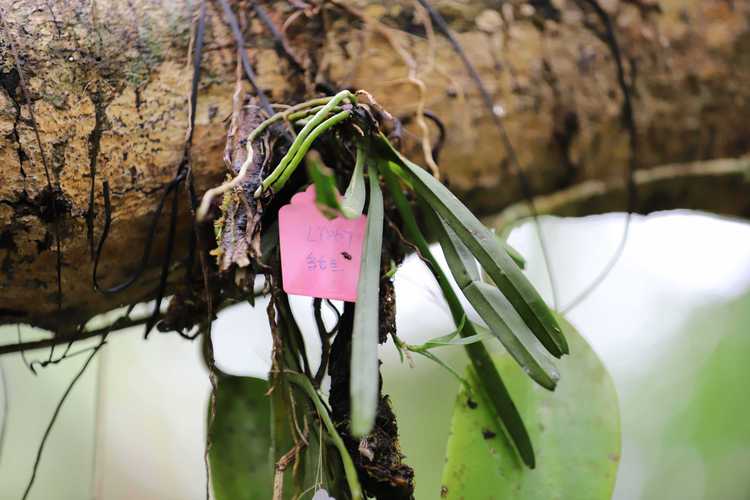 鸟舌兰的繁殖方法,红花鸟舌兰花期多久-第4张图片-优品飞百科 鸟舌兰的繁殖方法,红花鸟舌兰花期多久-第4张图片-优品飞百科