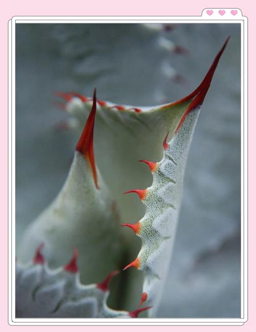 鸟舌兰的繁殖方法,红花鸟舌兰花期多久-第6张图片-优品飞百科 鸟舌兰的繁殖方法,红花鸟舌兰花期多久-第6张图片-优品飞百科