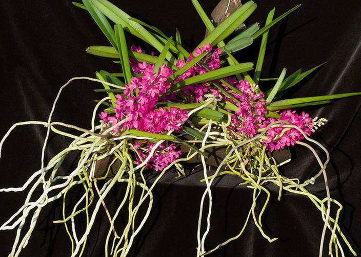 鸟舌兰的繁殖方法,红花鸟舌兰花期多久-第5张图片-优品飞百科 鸟舌兰的繁殖方法,红花鸟舌兰花期多久-第5张图片-优品飞百科