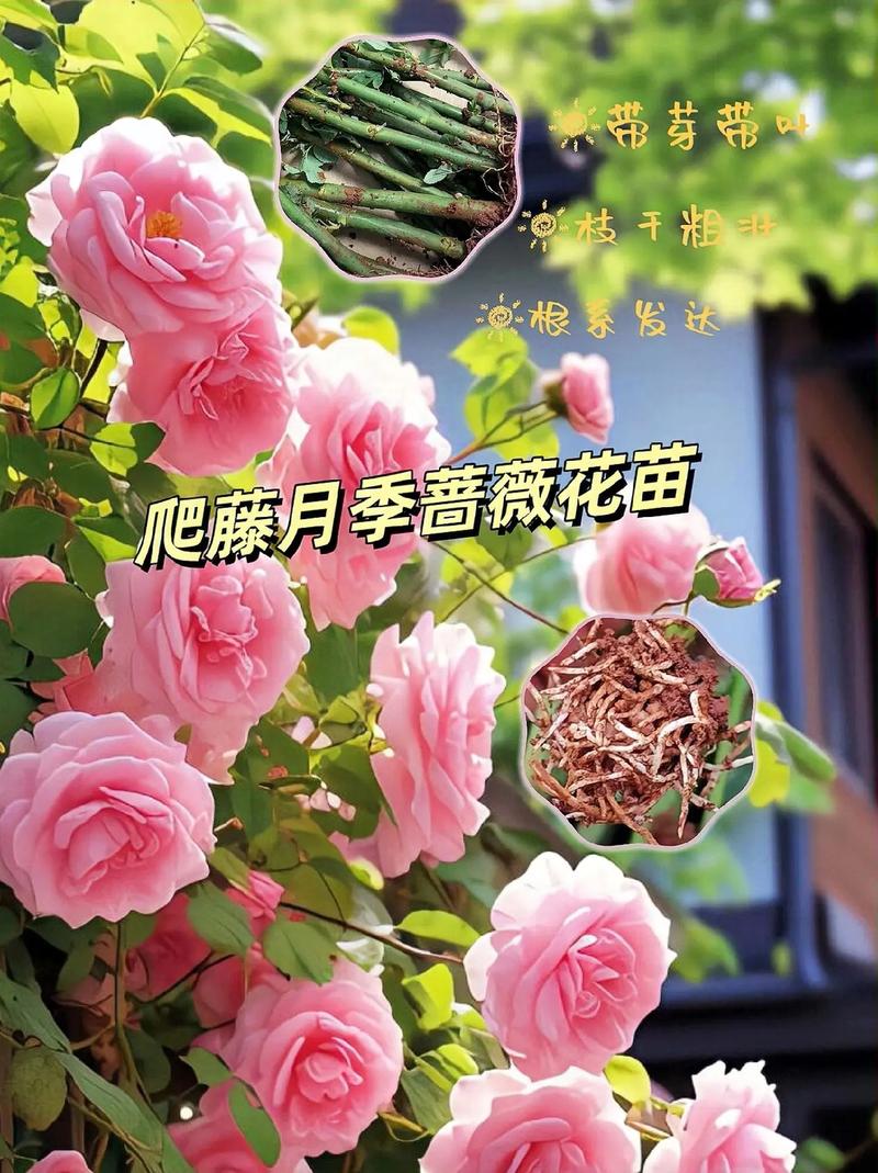 硕苞蔷薇的繁殖方法，硕苞蔷薇盆景？